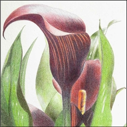 #052 - INTRODUCTION TO BOTANICAL DRAWING: COLORED PENCIL (with zoom) 